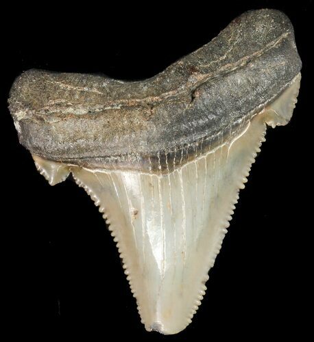 Fossil Angustidens Shark Tooth - Megalodon Ancestor #46843